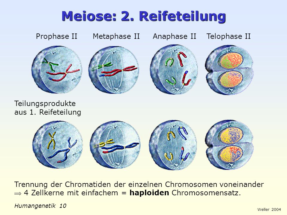 Meiose: 2. Reifeteilung Prophase II Metaphase II Anaphase II Telophase II. Teilungsprodukte aus 1. Reifeteilung.