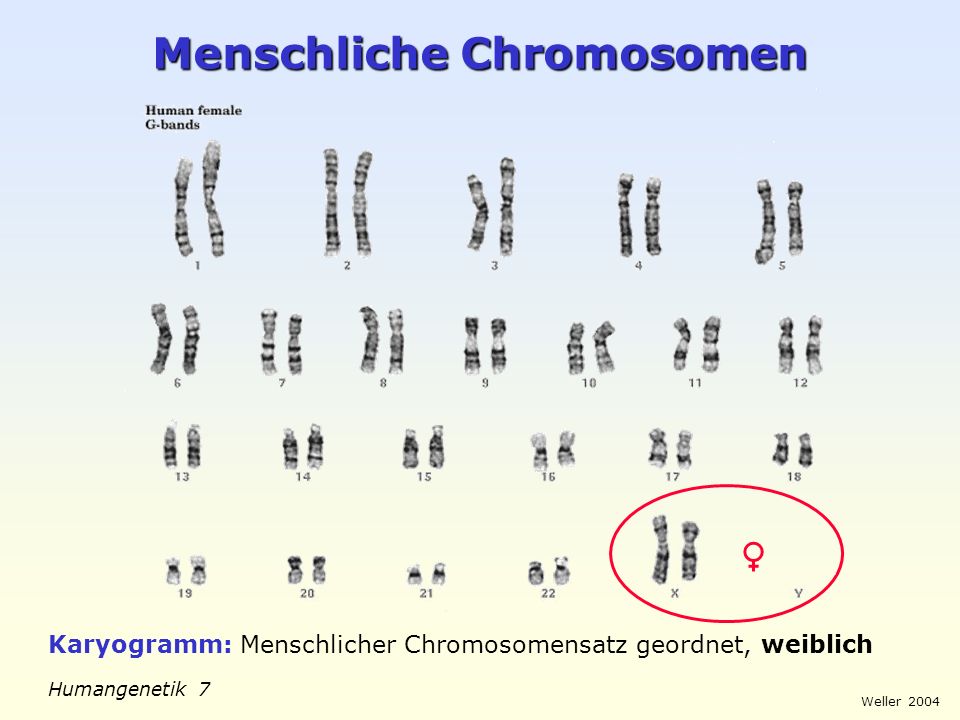Menschliche Chromosomen