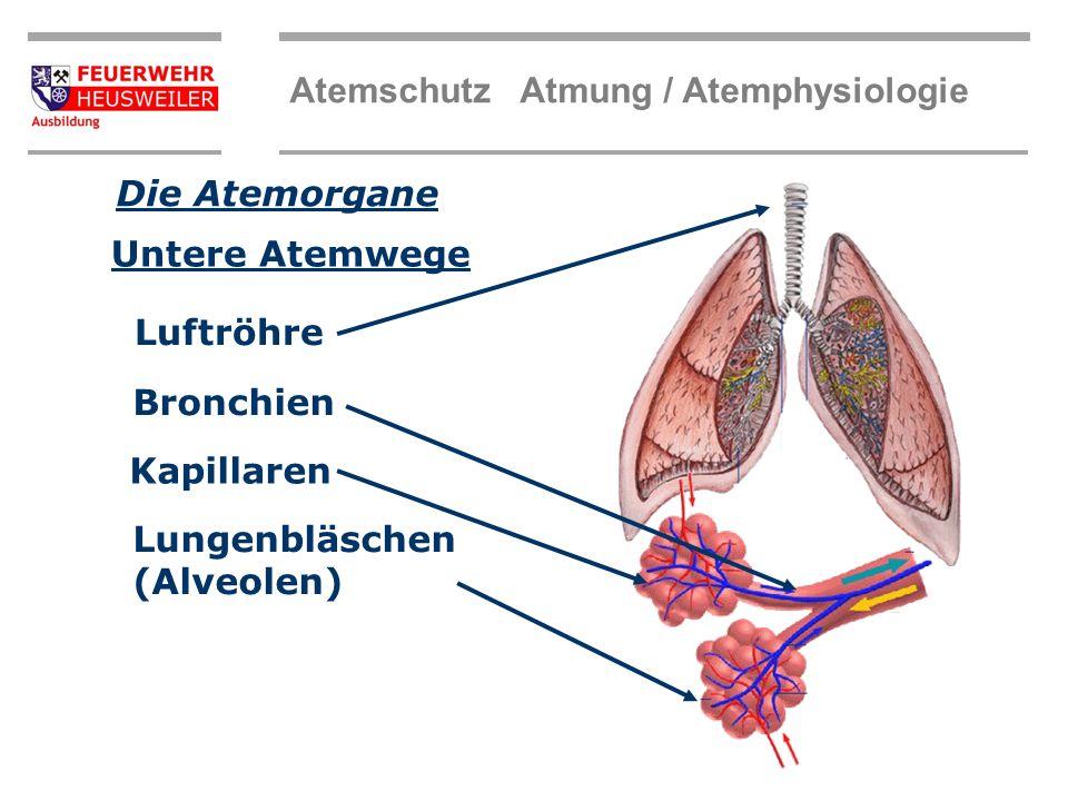 Die Atemorgane Untere Atemwege Luftröhre Bronchien Kapillaren Lungenbläschen (Alveolen)