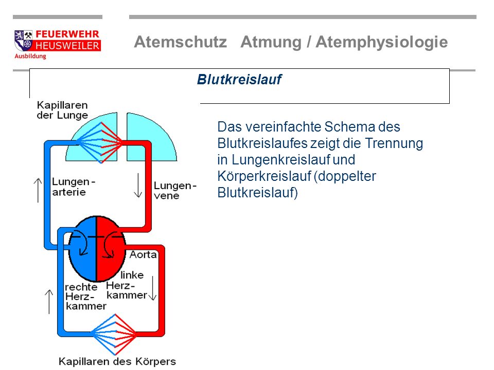 Blutkreislauf Das vereinfachte Schema des Blutkreislaufes zeigt die Trennung in Lungenkreislauf und Körperkreislauf (doppelter Blutkreislauf)