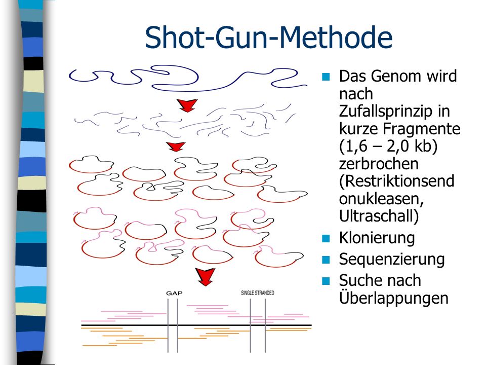 Shot-Gun-Methode Das Genom wird nach Zufallsprinzip in kurze Fragmente (1,6 – 2,0 kb) zerbrochen (Restriktionsendonukleasen, Ultraschall)