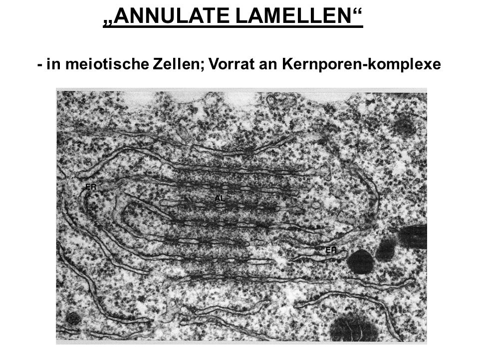 „ANNULATE LAMELLEN - in meiotische Zellen; Vorrat an Kernporen-komplexe