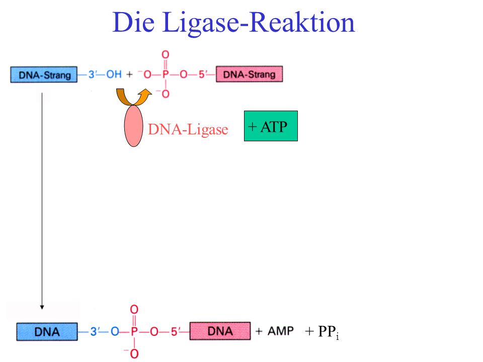 Die Ligase-Reaktion DNA-Ligase + ATP + PPi