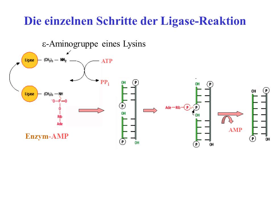 Die einzelnen Schritte der Ligase-Reaktion
