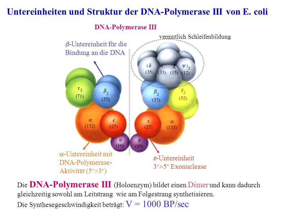 Untereinheiten und Struktur der DNA-Polymerase III von E. coli
