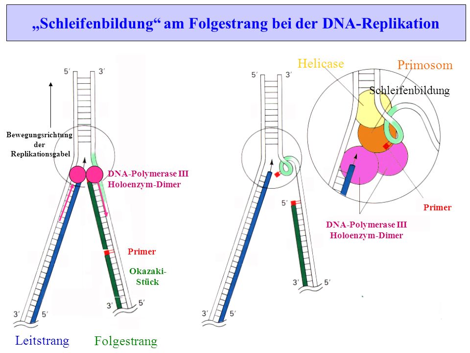 „Schleifenbildung am Folgestrang bei der DNA-Replikation