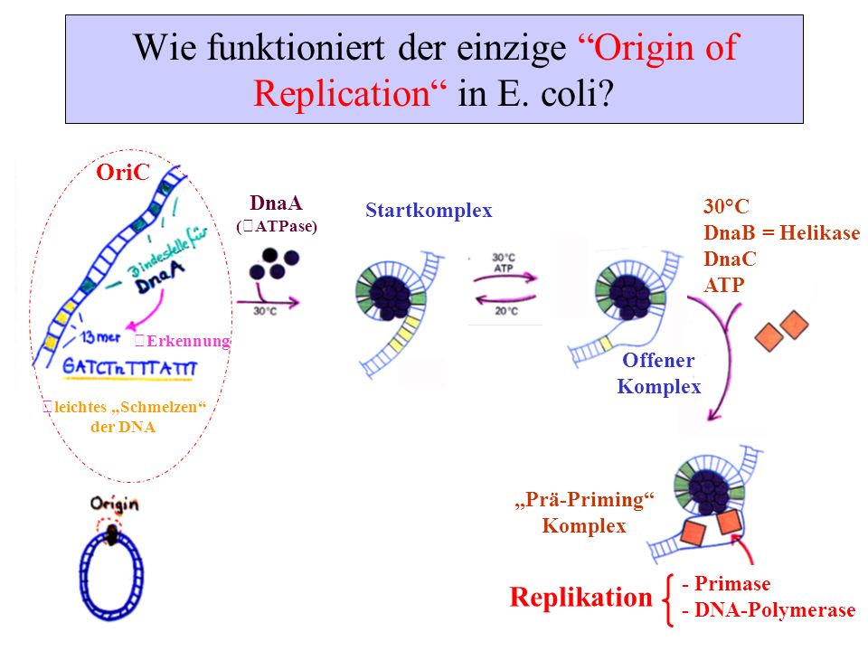 Wie funktioniert der einzige Origin of Replication in E. coli