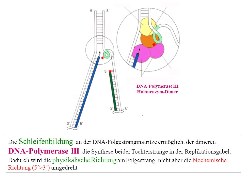 DNA-Polymerase III Holonenzym-Dimer. Die Schleifenbildung an der DNA-Folgestrangmatritze ermöglicht der dimeren.