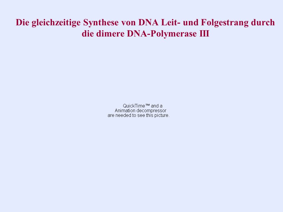 Die gleichzeitige Synthese von DNA Leit- und Folgestrang durch die dimere DNA-Polymerase III