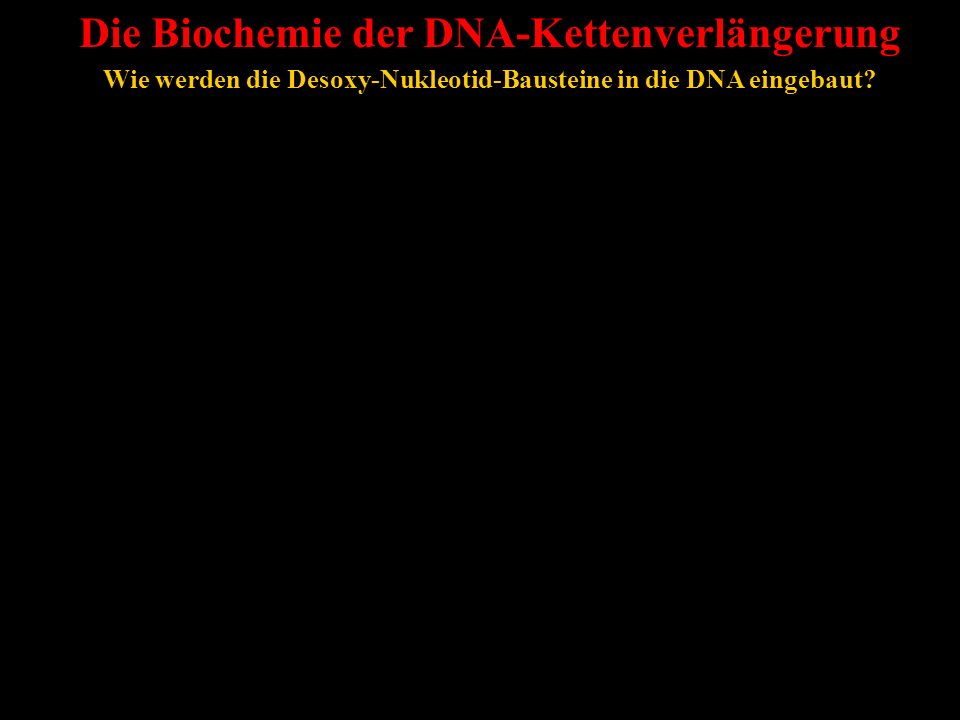 Die Biochemie der DNA-Kettenverlängerung