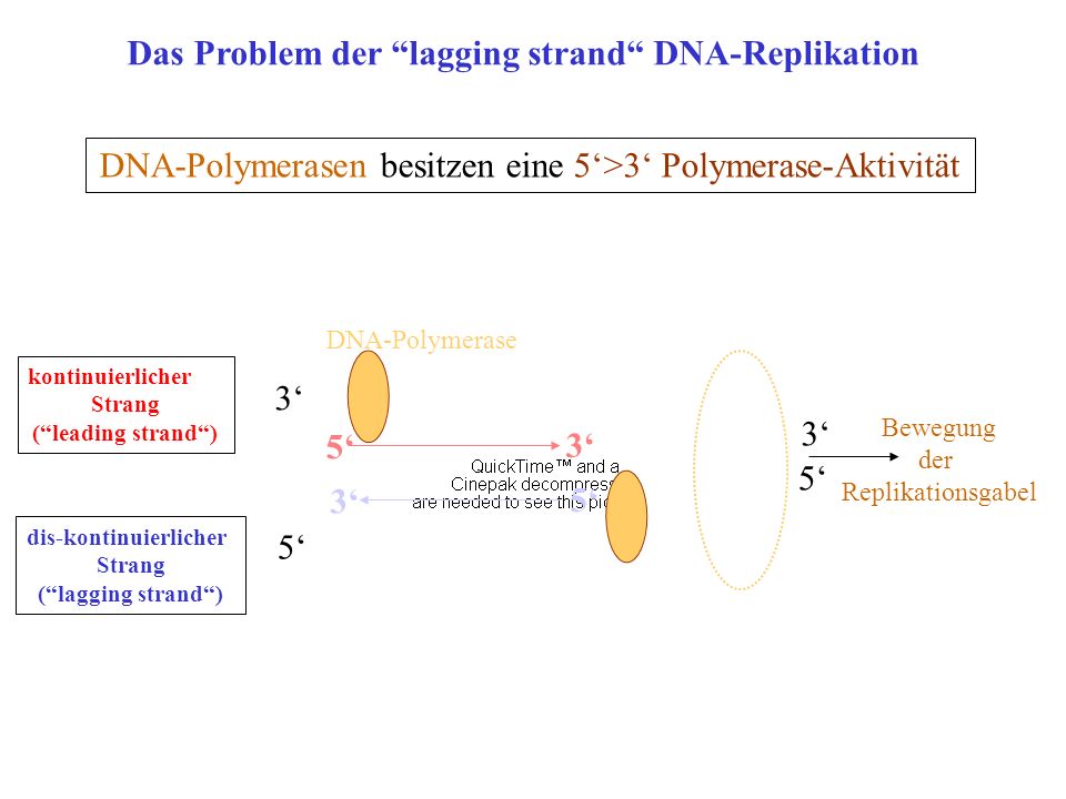 Das Problem der lagging strand DNA-Replikation dis-kontinuierlicher
