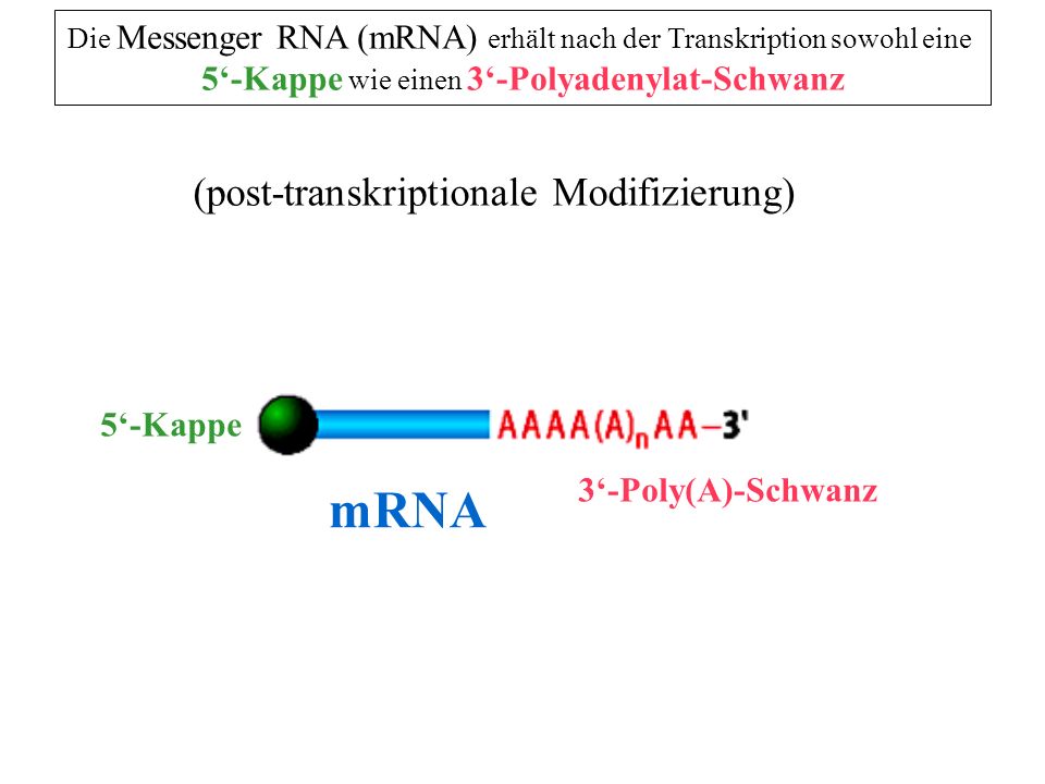 mRNA (post-transkriptionale Modifizierung)
