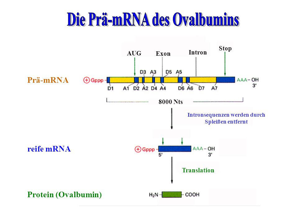 Die Prä-mRNA des Ovalbumins