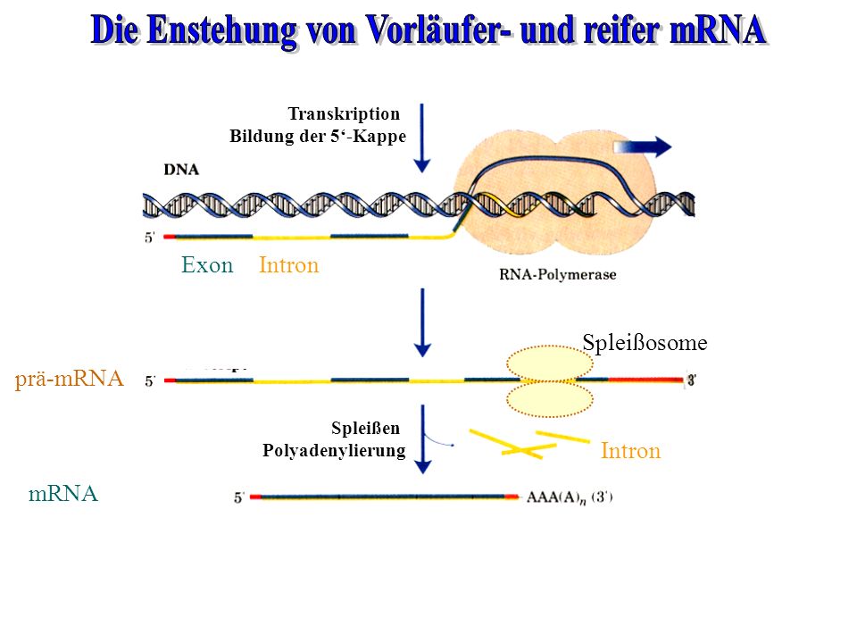 Die Enstehung von Vorläufer- und reifer mRNA