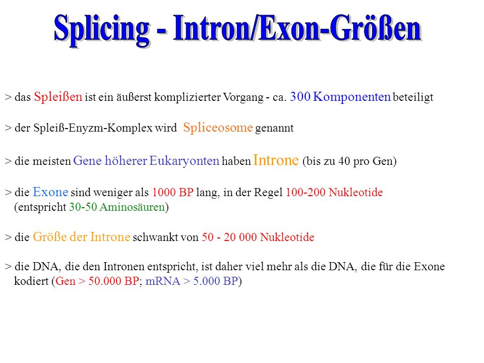 Splicing - Intron/Exon-Größen