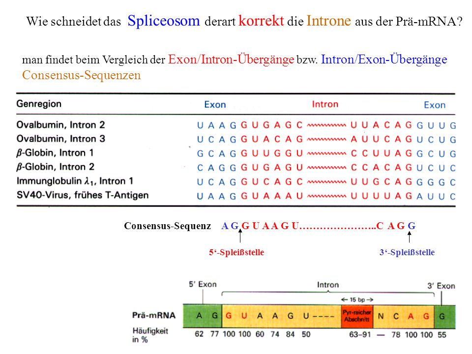 Wie schneidet das Spliceosom derart korrekt die Introne aus der Prä-mRNA
