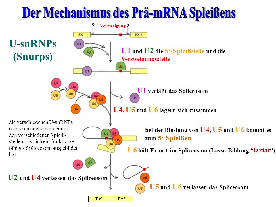 Der Mechanismus des Prä-mRNA Spleißens