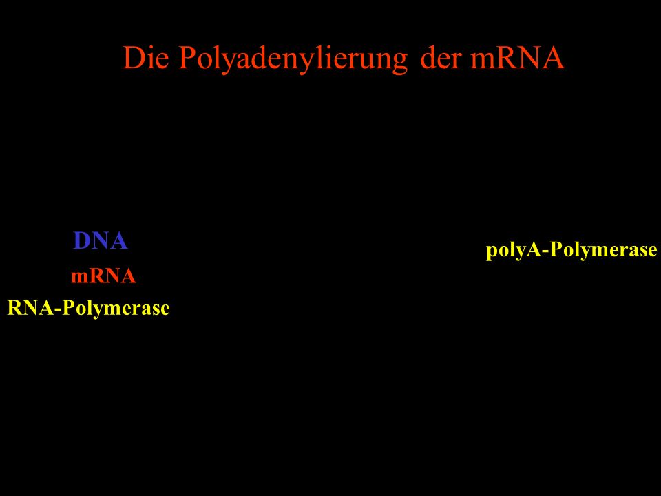 Die Polyadenylierung der mRNA