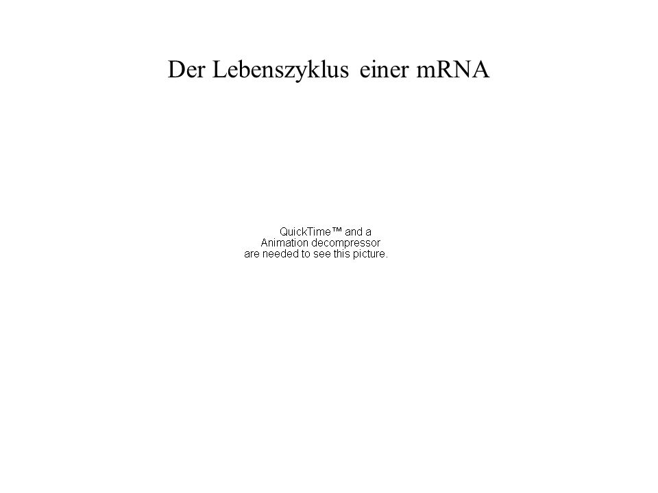 Der Lebenszyklus einer mRNA