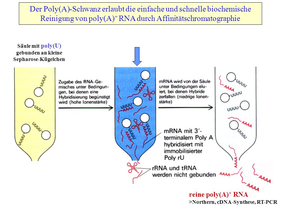 Der Poly(A)-Schwanz erlaubt die einfache und schnelle biochemische Reinigung von poly(A)+ RNA durch Affinitätschromatographie