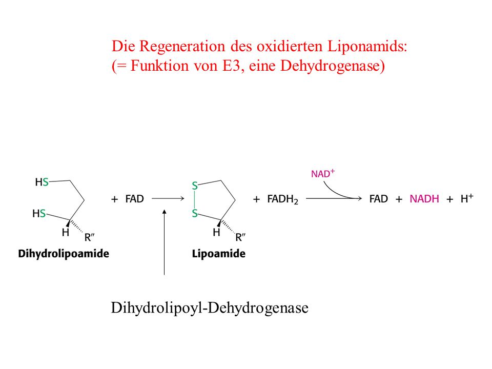Die Regeneration des oxidierten Liponamids:
