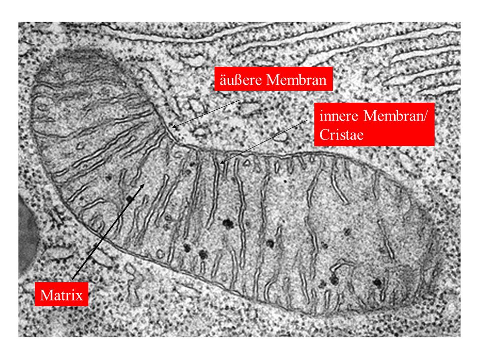 äußere Membran innere Membran/ Cristae Matrix