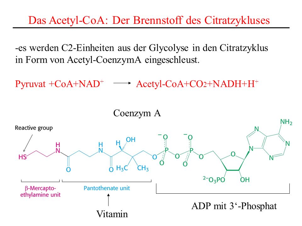 Das Acetyl-CoA: Der Brennstoff des Citratzykluses