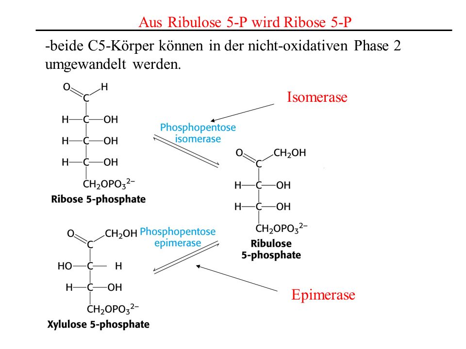 Aus Ribulose 5-P wird Ribose 5-P