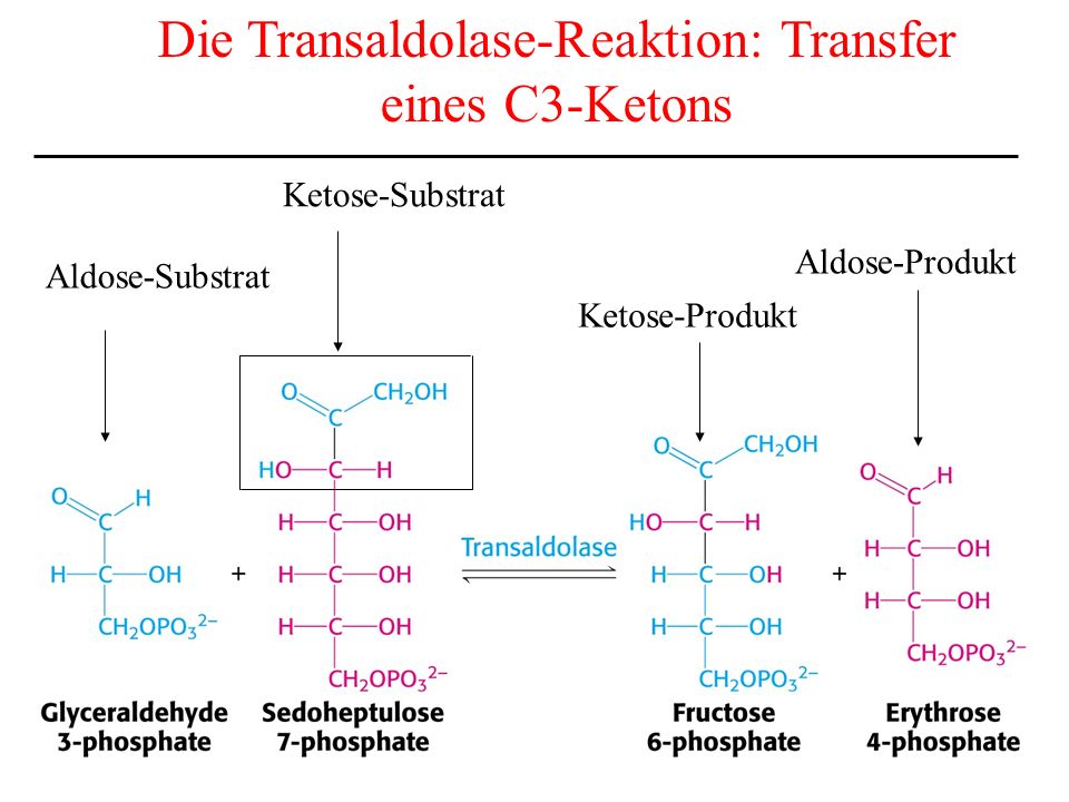 Die Transaldolase-Reaktion: Transfer