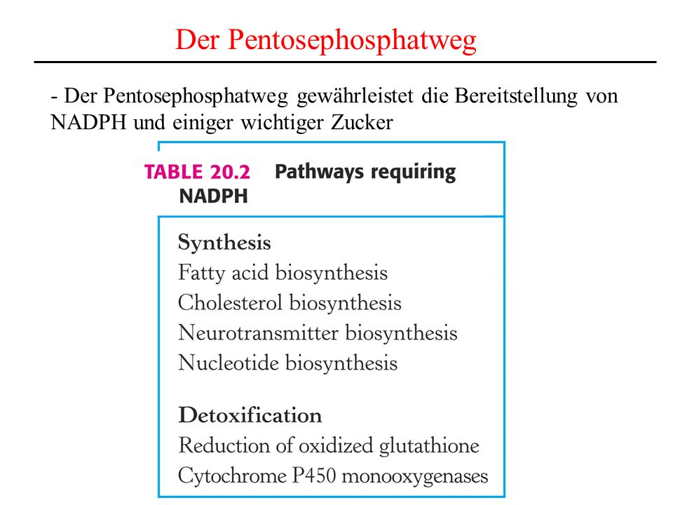 Der Pentosephosphatweg