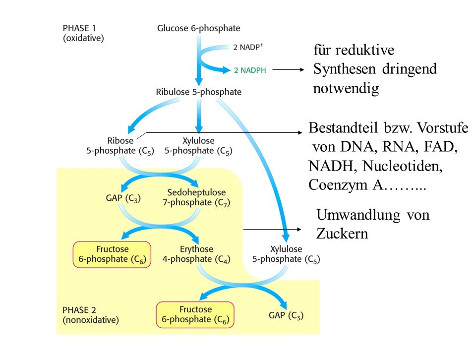 für reduktive Synthesen dringend. notwendig. Bestandteil bzw. Vorstufe. von DNA, RNA, FAD, NADH, Nucleotiden,