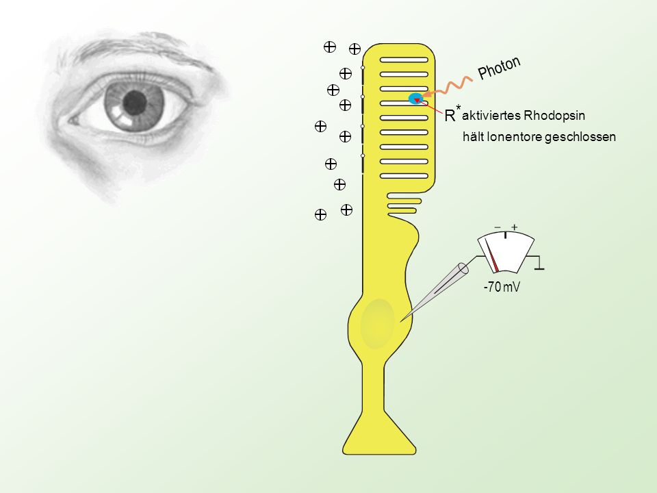 Photon R * aktiviertes Rhodopsin hält Ionentore geschlossen -70 mV
