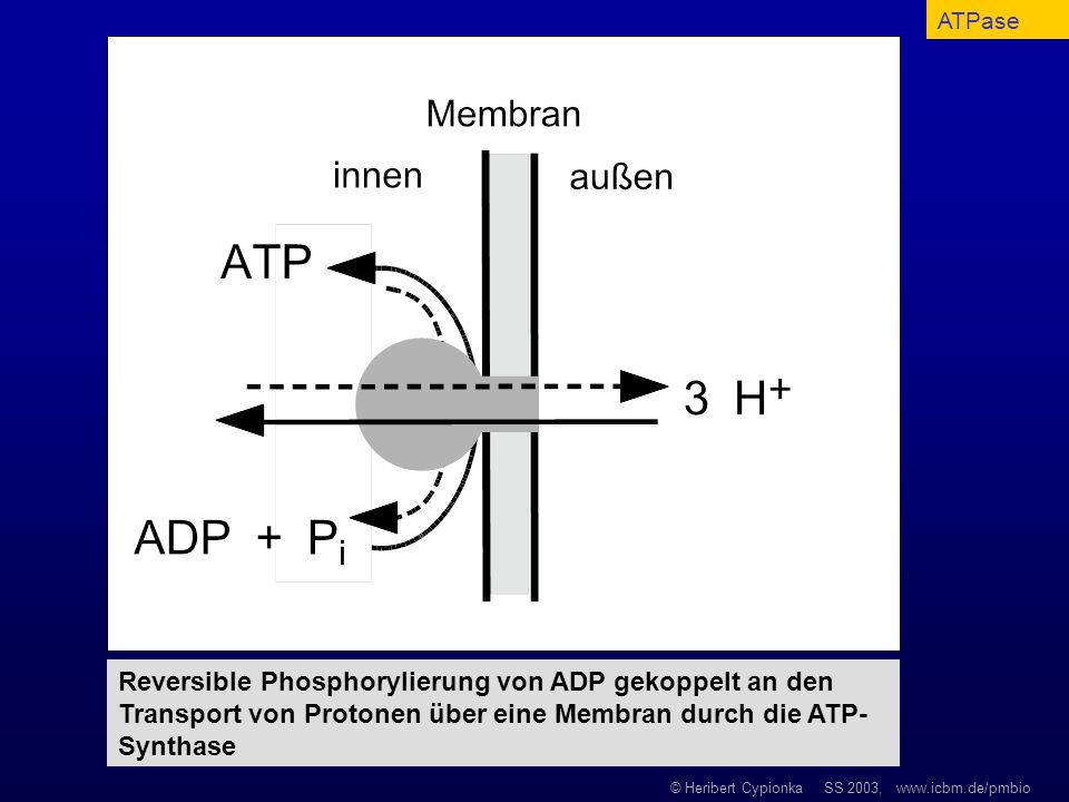 ATPase Reversible Phosphorylierung von ADP gekoppelt an den Transport von Protonen über eine Membran durch die ATP-Synthase.