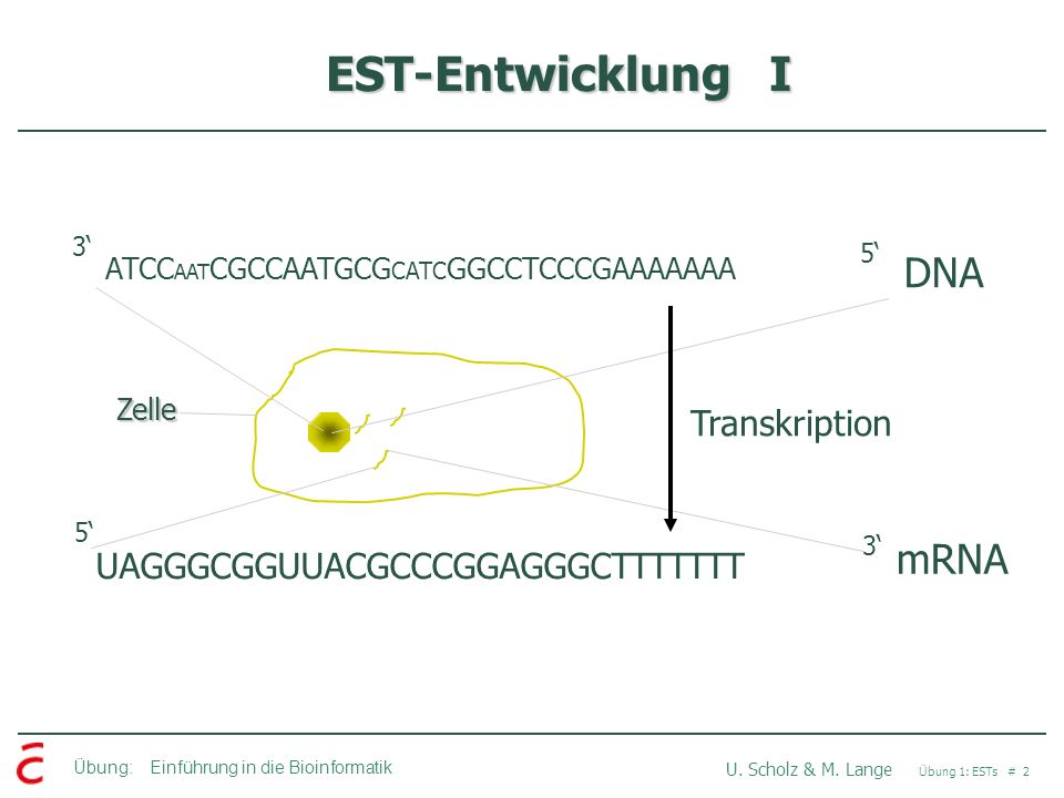 EST-Entwicklung I DNA mRNA Transkription