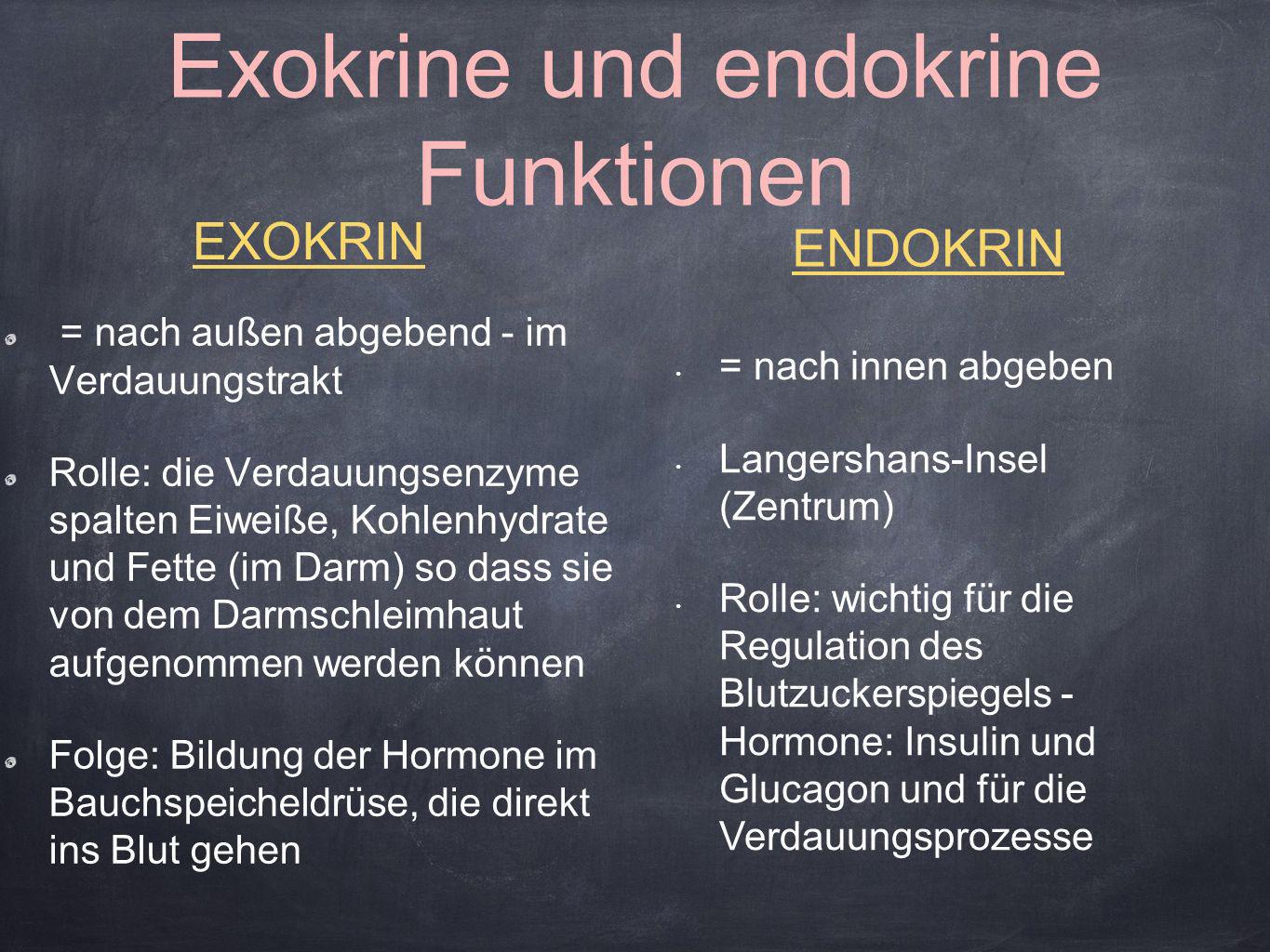 Exokrine und endokrine Funktionen