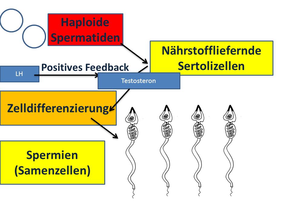 Nährstoffliefernde Sertolizellen Spermien (Samenzellen)