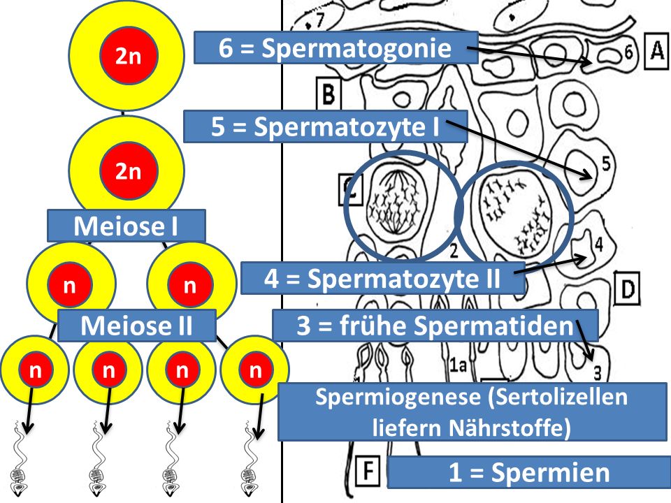 Spermiogenese (Sertolizellen liefern Nährstoffe)