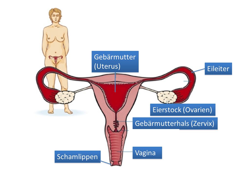 Gebärmutter (Uterus) Eileiter Eierstock (Ovarien) Gebärmutterhals (Zervix) Vagina Schamlippen