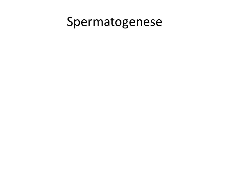 Spermatogenese