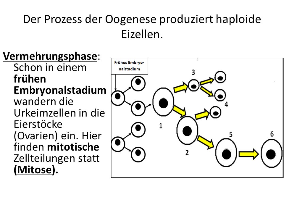 Der Prozess der Oogenese produziert haploide Eizellen.