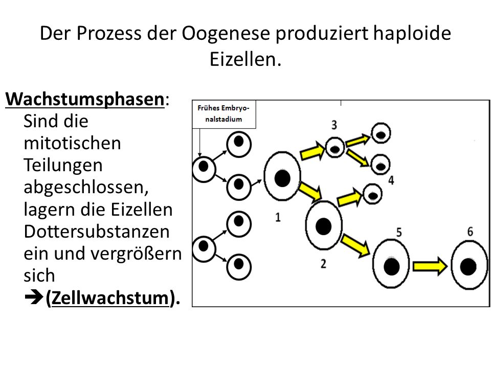 Der Prozess der Oogenese produziert haploide Eizellen.