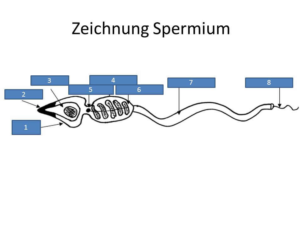 Zeichnung Spermium