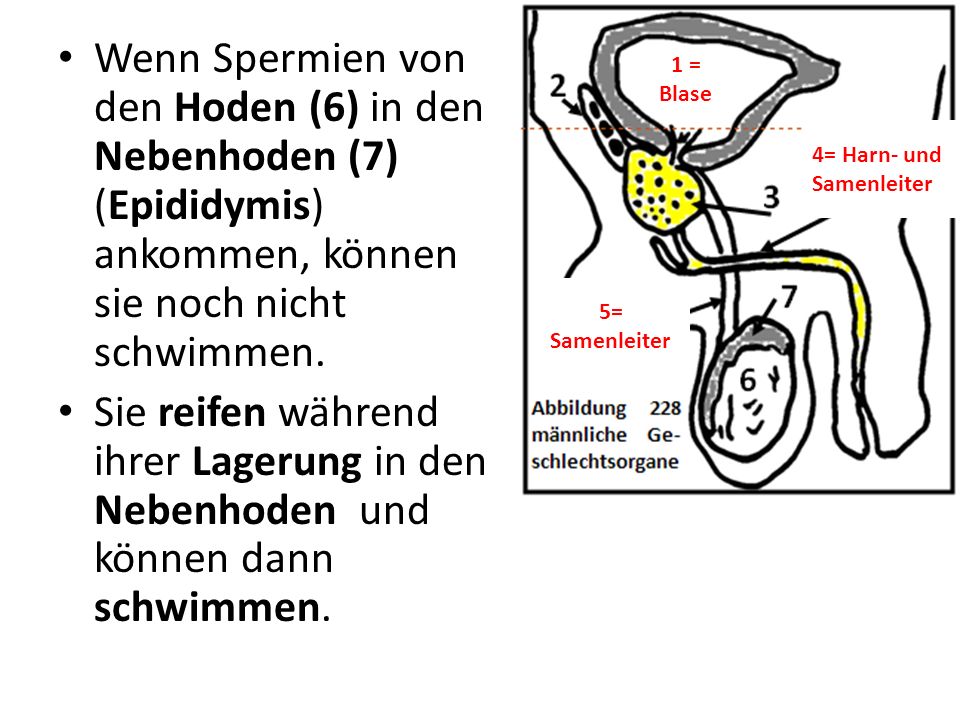Wenn Spermien von den Hoden (6) in den Nebenhoden (7) (Epididymis) ankommen, können sie noch nicht schwimmen.
