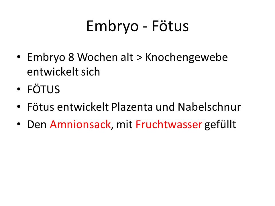 Embryo - Fötus Embryo 8 Wochen alt > Knochengewebe entwickelt sich