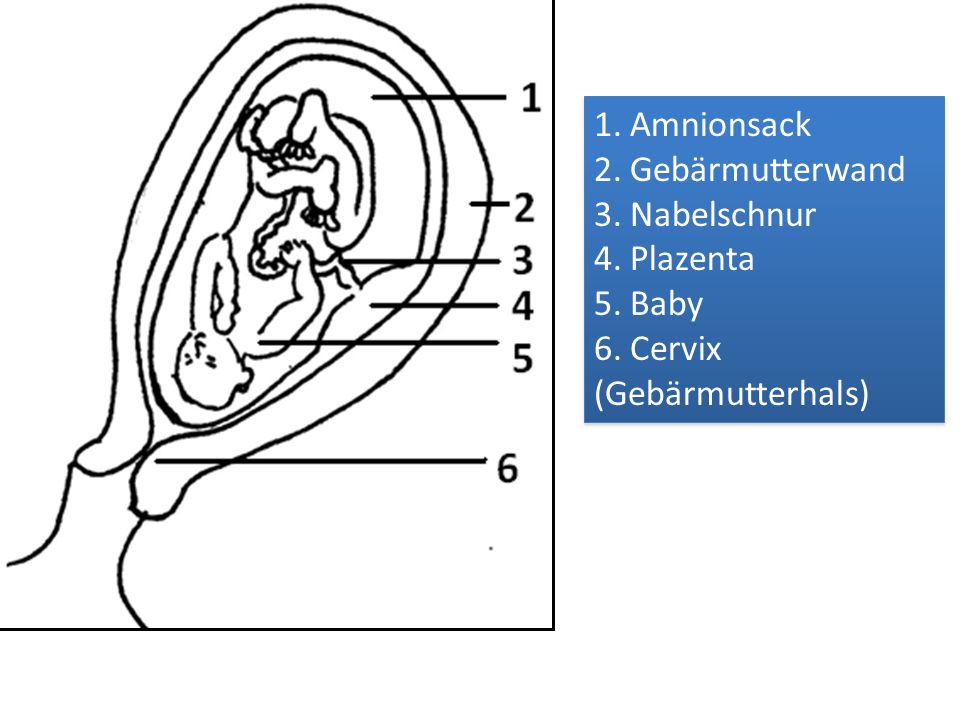 Amnionsack Gebärmutterwand Nabelschnur Plazenta Baby Cervix (Gebärmutterhals)