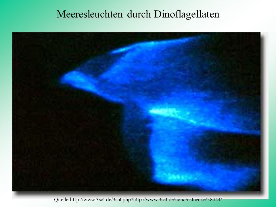 Meeresleuchten durch Dinoflagellaten