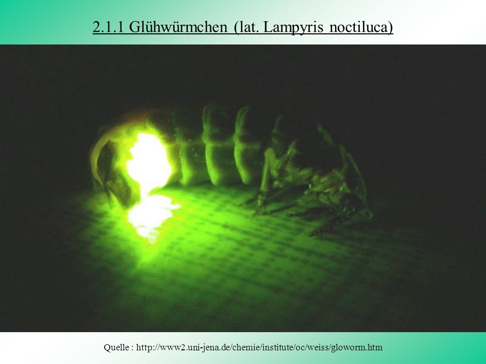 2.1.1 Glühwürmchen (lat. Lampyris noctiluca)