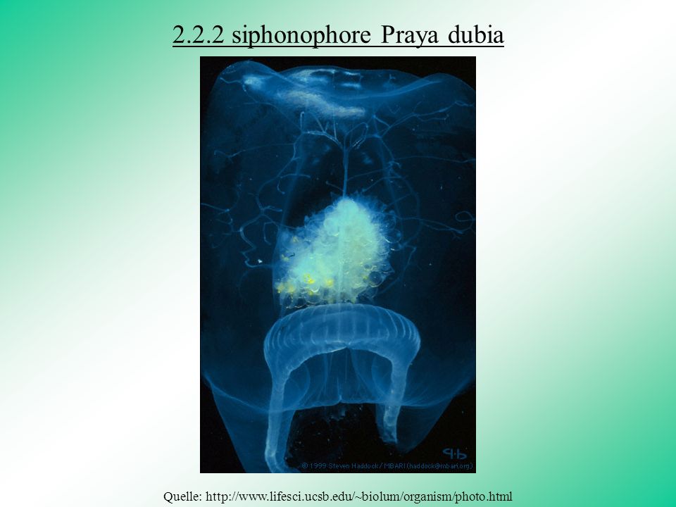 2.2.2 siphonophore Praya dubia