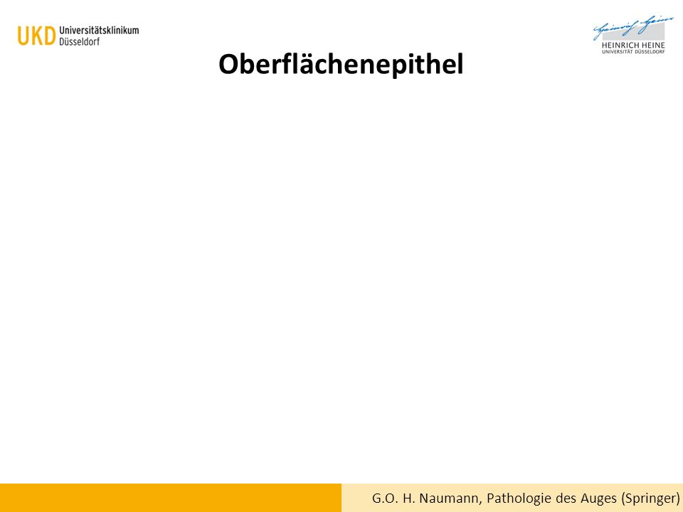 Oberflächenepithel G.O. H. Naumann, Pathologie des Auges (Springer)