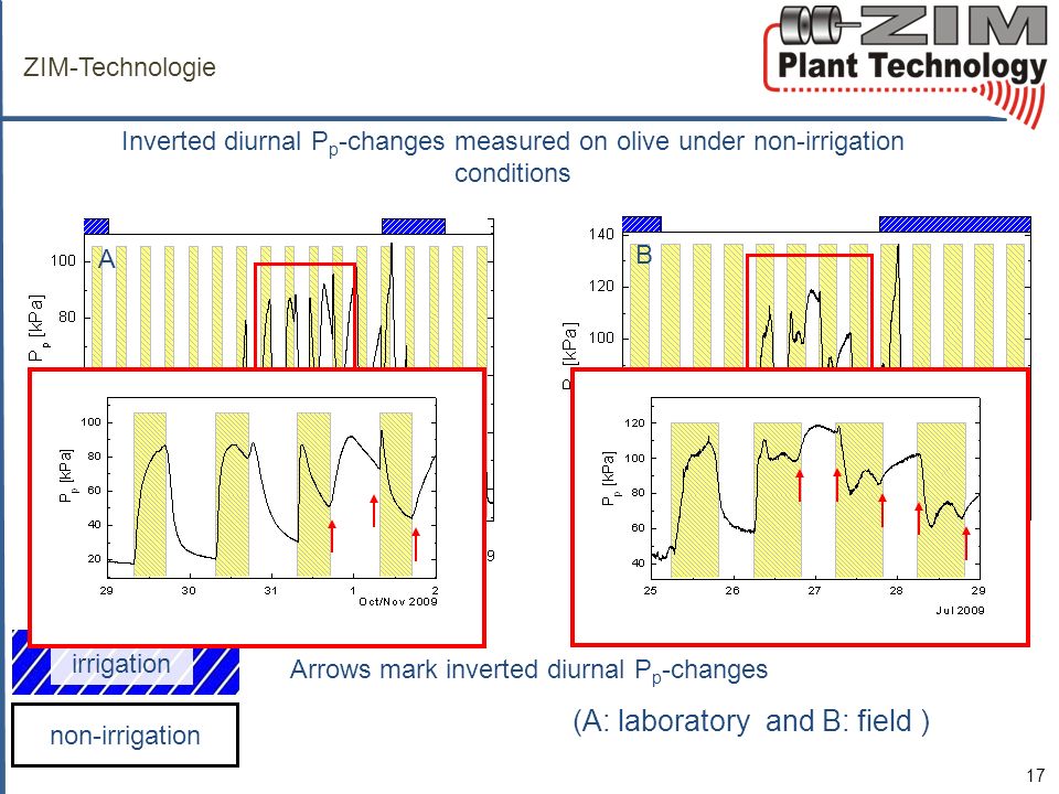 ZIM-Technologie Inverted diurnal Pp-changes measured on olive under non-irrigation conditions. A. B.